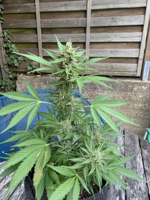 Grape Ape F1 Auto watering. Week 10