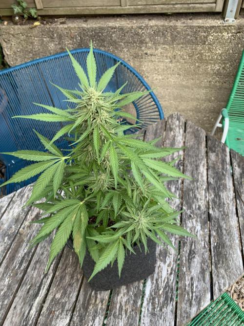 Grape Ape F1 Auto watering. Week 10