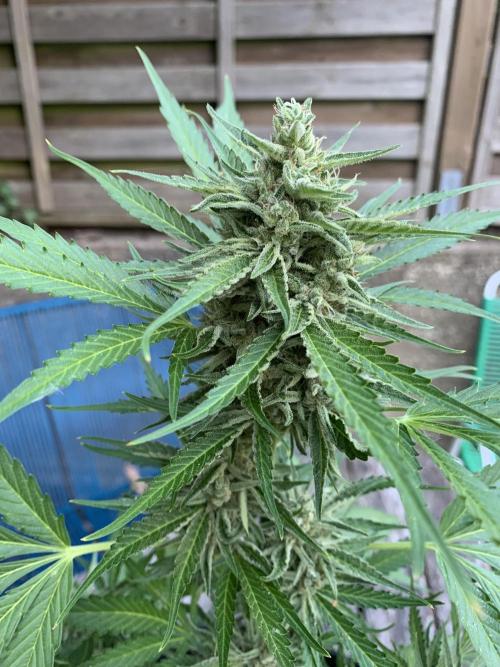 Grape Ape F1 Auto watering. Week 10