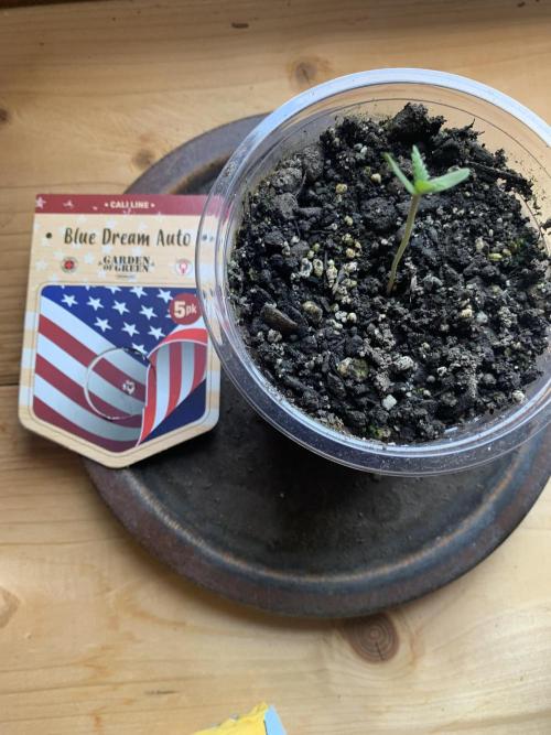 Blue Dream Auto Outdoor Living Soil. Week 0