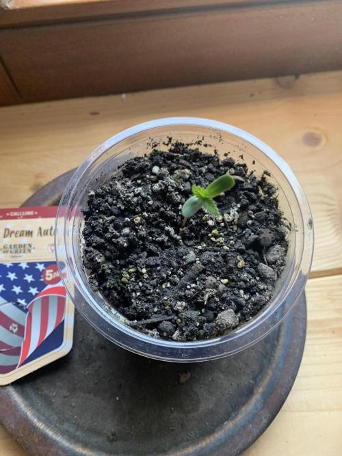 Blue Dream Auto. Week 0