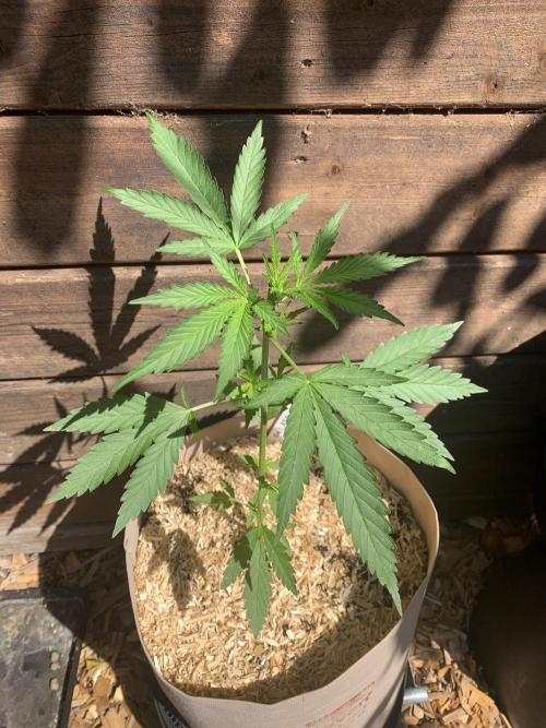 FastBuds Gelato Outdoor living soil. Week 4