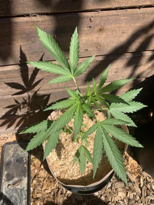 FastBuds Gelato Outdoor living soil. Week 4
