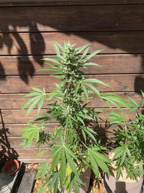 FastBuds Gelato Outdoor living soil. Week 9