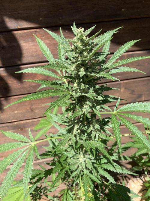 FastBuds Gelato Outdoor living soil. Week 9
