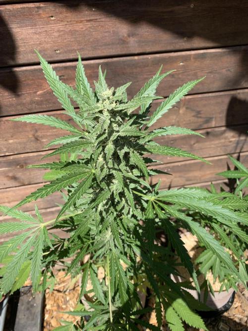 FastBuds Gelato Outdoor living soil. Week 9