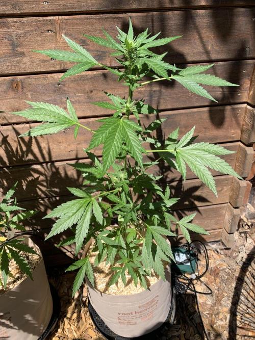 Blue Dream Auto Outdoor Living Soil. Week 5