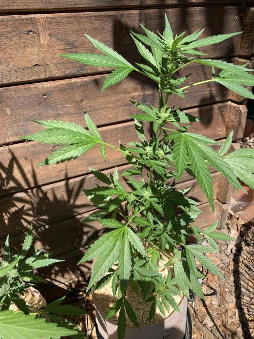 Blue Dream Auto Outdoor Living Soil. Week 5