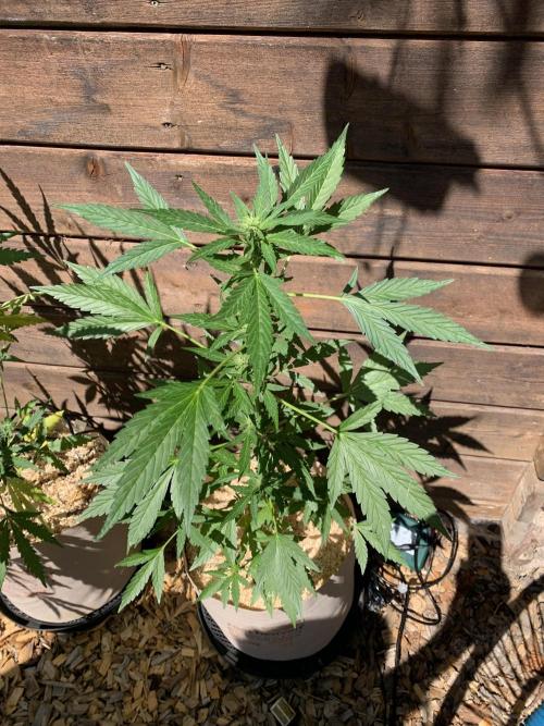 Blue Dream Auto Outdoor Living Soil. Week 5