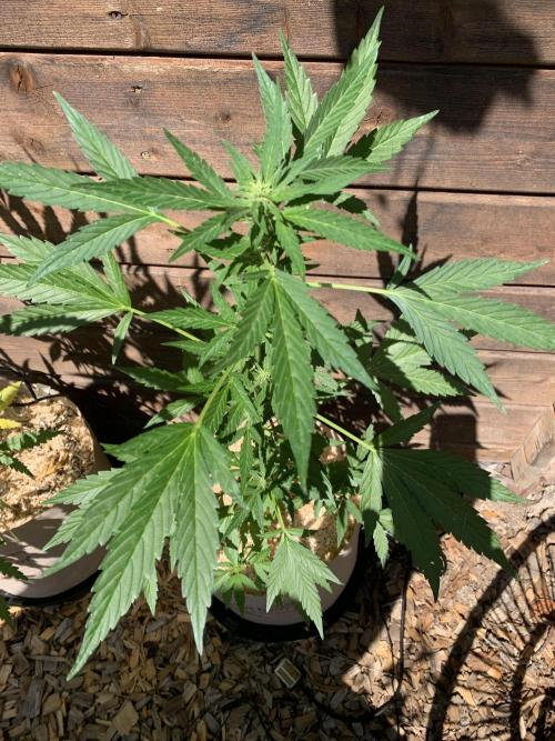 Blue Dream Auto Outdoor Living Soil. Week 5