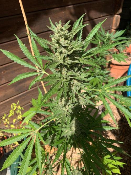 FastBuds Gelato Outdoor living soil. Week 10