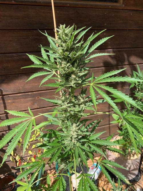 FastBuds Gelato Outdoor living soil. Week 10
