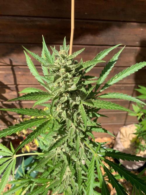 FastBuds Gelato Outdoor living soil. Week 10