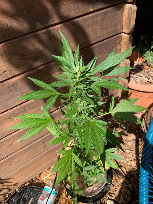 Blue Dream Auto Outdoor Living Soil. Week 6