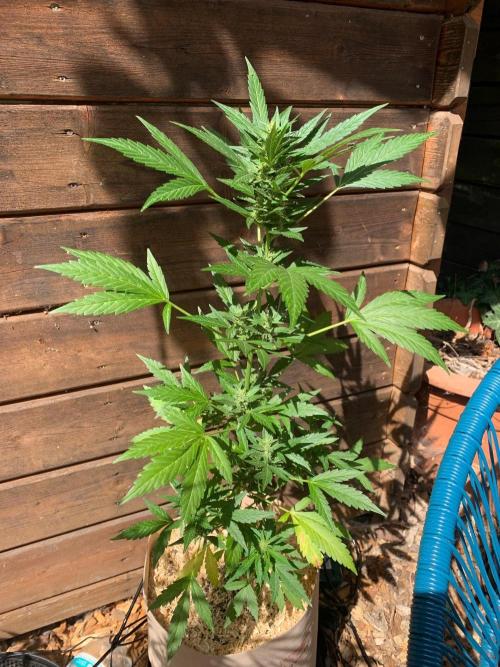 Blue Dream Auto Outdoor Living Soil. Week 6
