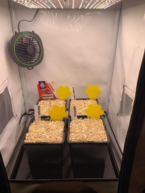 2 Liter 12/12 grow from seed. Week 0