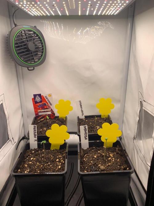 2 Liter 12/12 grow from seed. Week 0