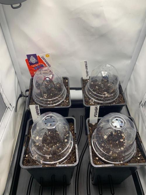 2 Liter 12/12 grow from seed. Week 0