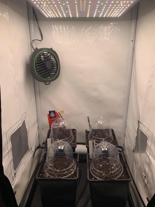 2 Liter 12/12 grow from seed. Week 0