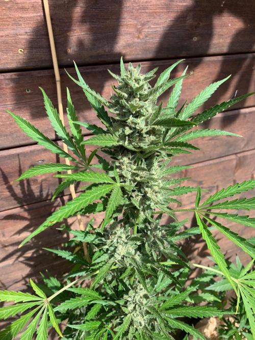 FastBuds Gelato Outdoor living soil. Week 11