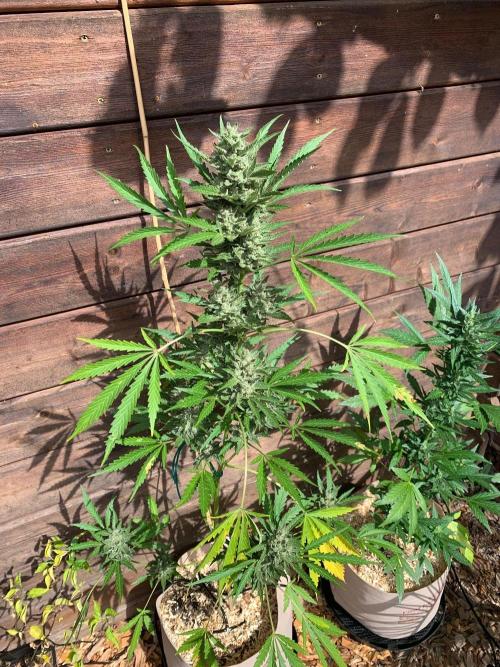 FastBuds Gelato Outdoor living soil. Week 11