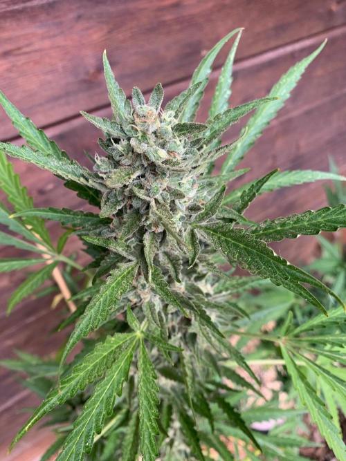 FastBuds Gelato Outdoor living soil. Week 11
