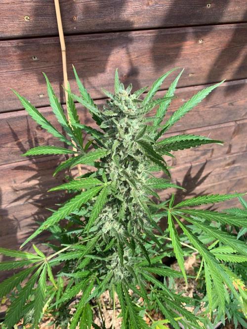 FastBuds Gelato Outdoor living soil. Week 11