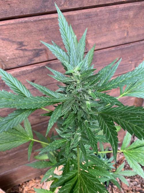 Blue Dream Auto Outdoor Living Soil. Week 7