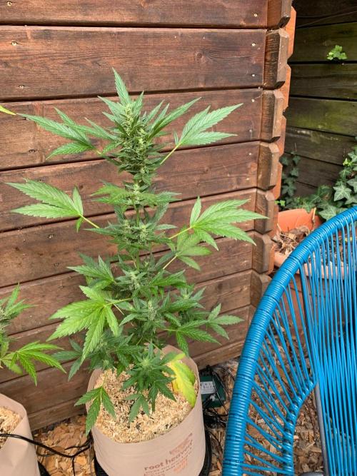 Blue Dream Auto Outdoor Living Soil. Week 7