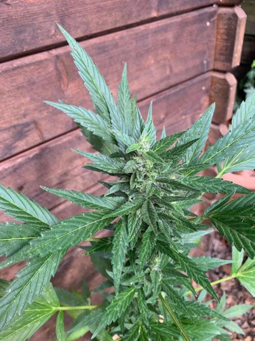 Blue Dream Auto Outdoor Living Soil. Week 7