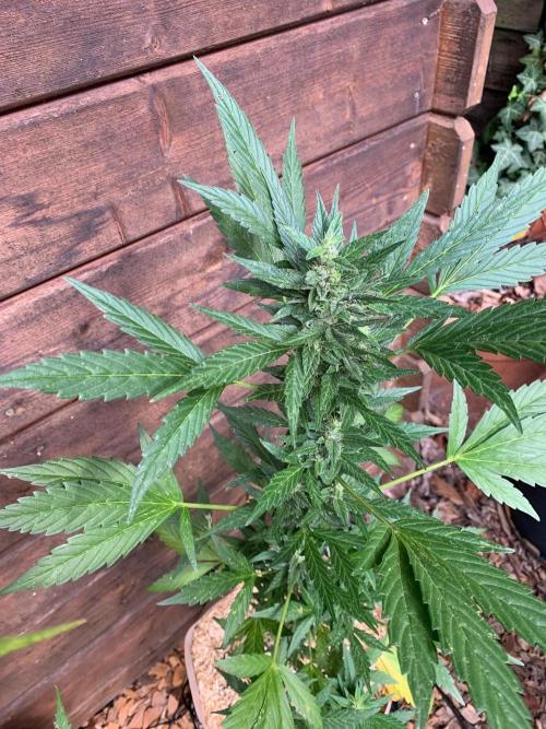 Blue Dream Auto Outdoor Living Soil. Week 7