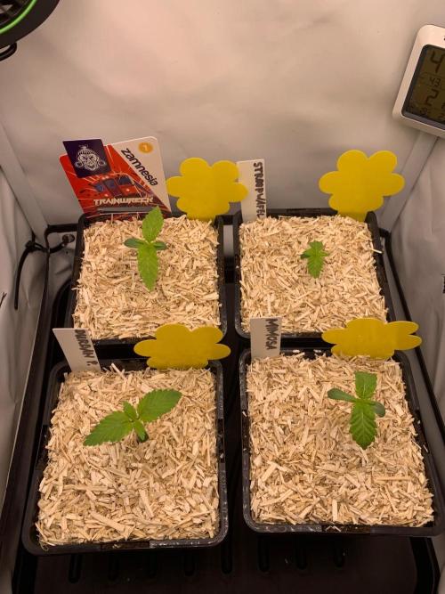 2 Liter 12/12 grow from seed. Week 1