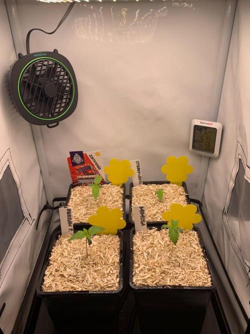 2 Liter 12/12 grow from seed. Week 1