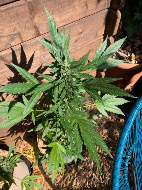 Blue Dream Auto Outdoor Living Soil. Week 8