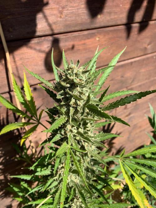 FastBuds Gelato Outdoor living soil. Week 12