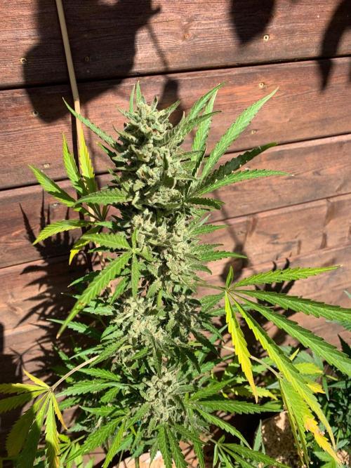 FastBuds Gelato Outdoor living soil. Week 12