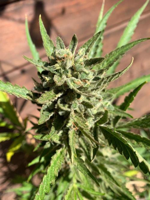 FastBuds Gelato Outdoor living soil. Week 12