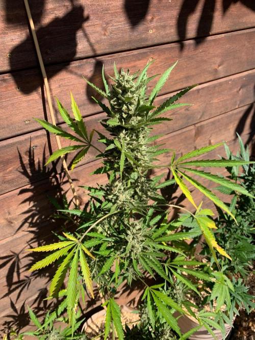 FastBuds Gelato Outdoor living soil. Week 12