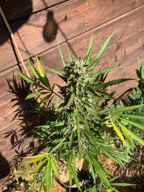 Gelato Auto. Week 12
