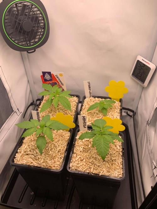 2 Liter 12/12 grow from seed. Week 2