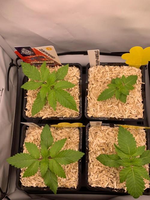 2 Liter 12/12 grow from seed. Week 2