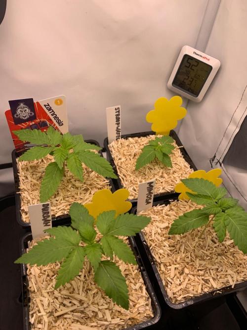 2 Liter 12/12 grow from seed. Week 2