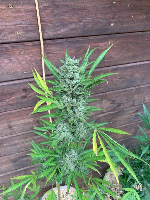 FastBuds Gelato Outdoor living soil. Week 13