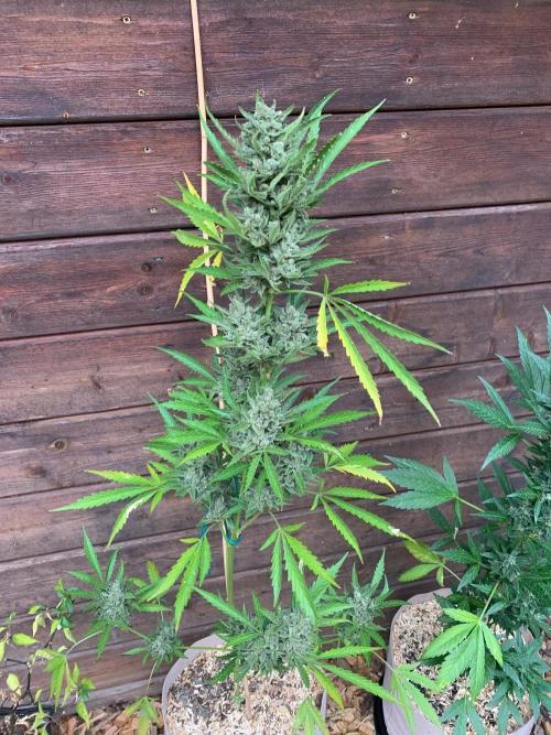 FastBuds Gelato Outdoor living soil. Week 13