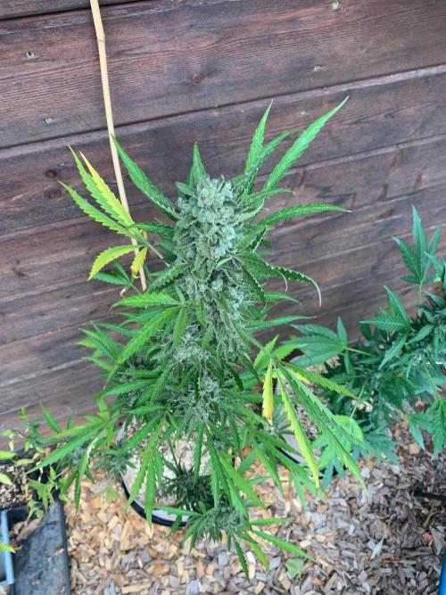 FastBuds Gelato Outdoor living soil. Week 13