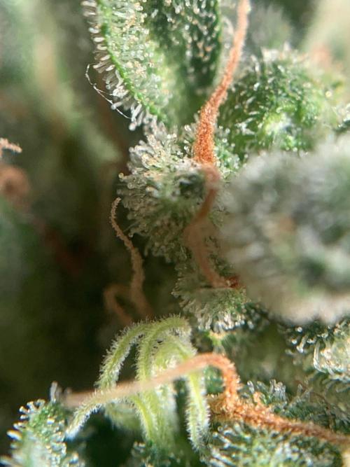 FastBuds Gelato Outdoor living soil. Week 13