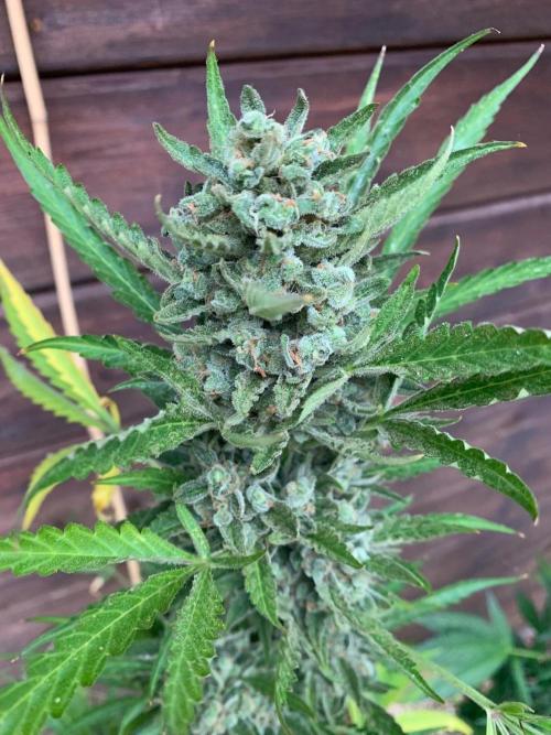 FastBuds Gelato Outdoor living soil. Week 13