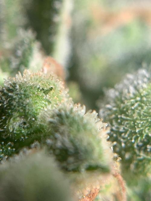 FastBuds Gelato Outdoor living soil. Week 13