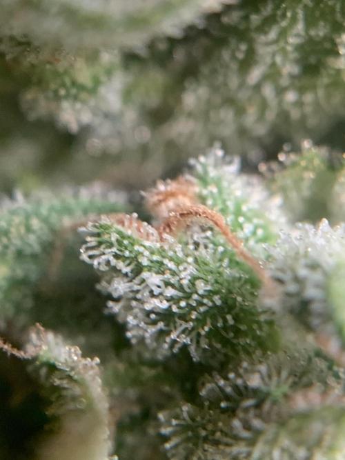 FastBuds Gelato Outdoor living soil. Week 13