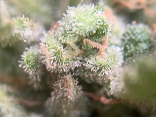 FastBuds Gelato Outdoor living soil. Week 13